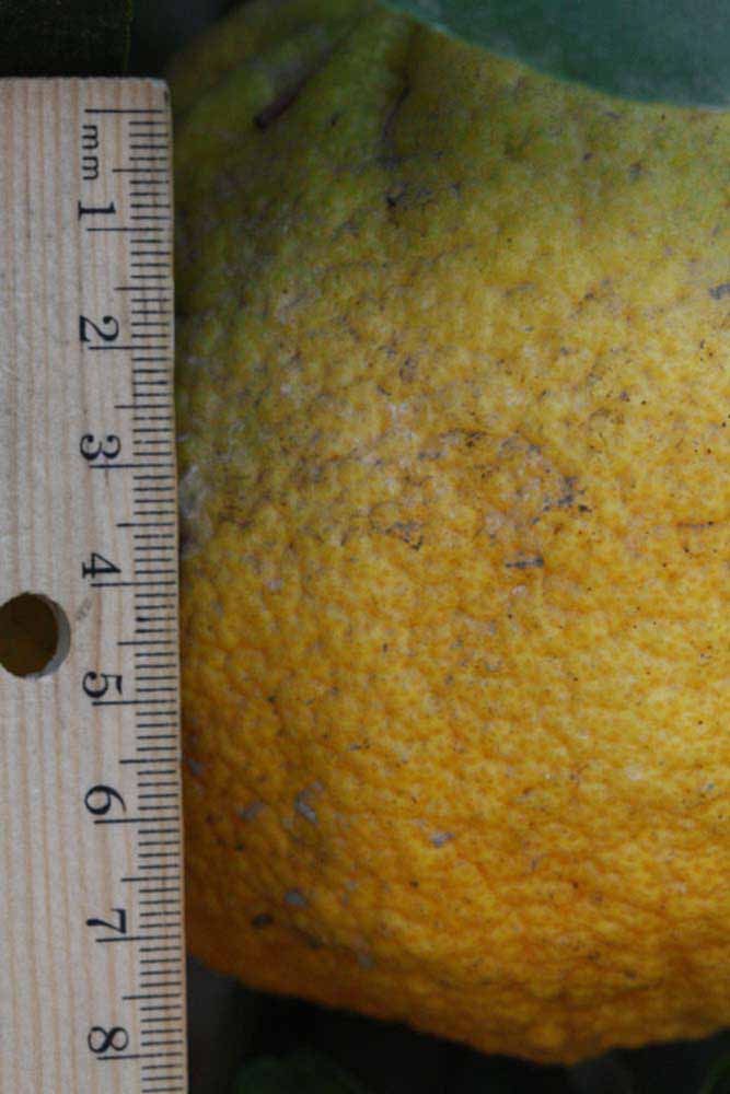            Fruit (Riverside, CA)   